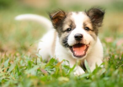 Tips for getting a new puppy