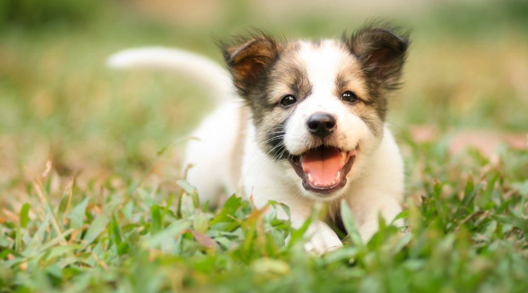 Tips for getting a new puppy