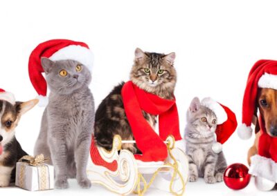 Christmas Dangers For Pets
