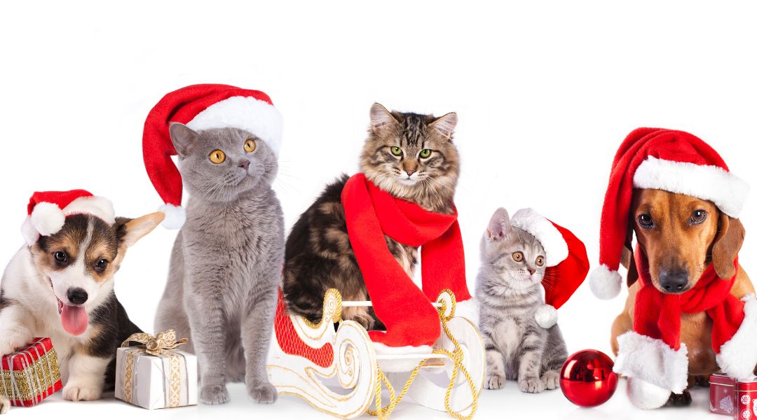 Christmas Dangers For Pets