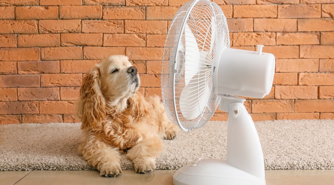 How To Keep Dogs Cool In Summer