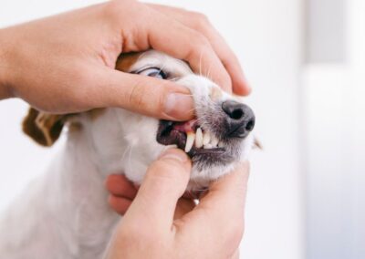 Dentist Disease In Pets