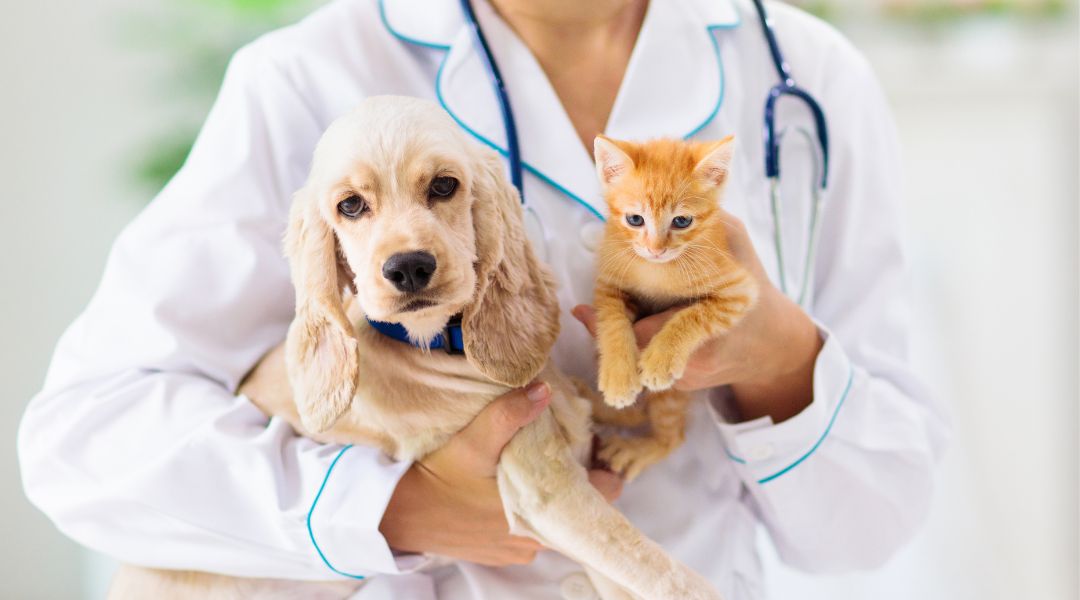 Free Puppy and Kitten Health Check